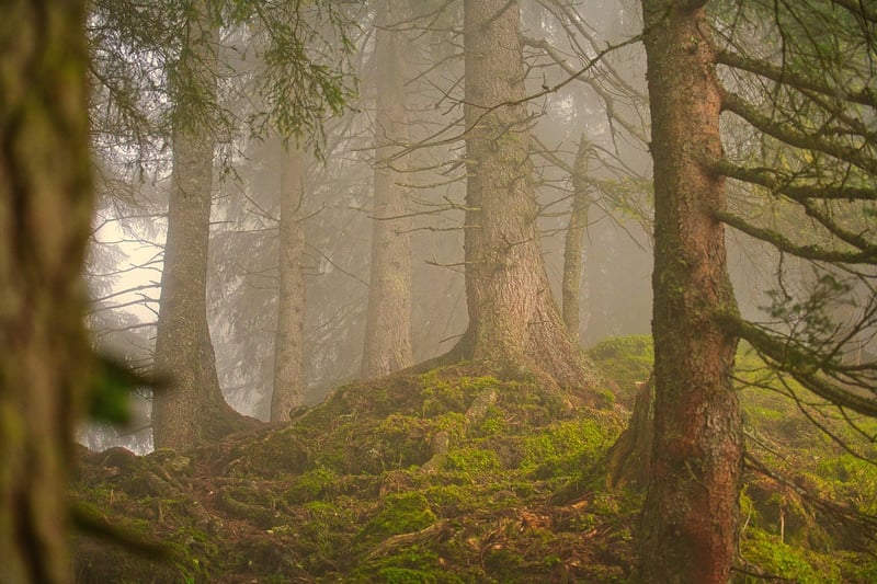 Nature Image